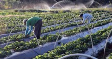 BNDES antecipa liberação de R$ 5,1 bilhões para a agricultura