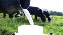 Preço do leite acumula terceira queda seguida e preocupa produtores