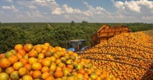 Combinação entre alta produtividade e escoamento lento estabiliza preço da laranjas