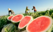 Baixa demanda segura preço da melancia