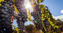 Preço da uva recua em período de abertura de exportação