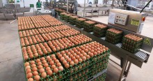 Produção de ovos bate 1,05 bilhão de dúzias no trimestre
