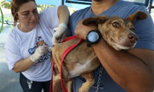 Projeto cria campanha nacional de orientação sobre parvovirose canina