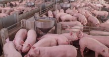 Exportações de carne suína tem novo recorde