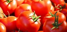 Preço do tomate tem forte recuo em SP e MG
