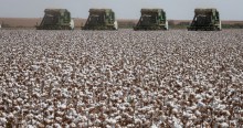 Produção de algodão pode ser recorde no Brasil