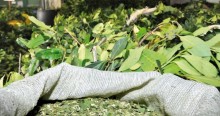 Maior produtor de erva-mate, Paraná vai premiar 'agricultores sustentáveis'