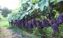 Vale do São Francisco amplia exportações de uva para os Estados Unidos