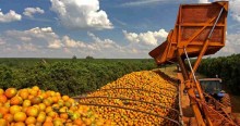 Calor e demanda externa impulsionam venda da laranja
