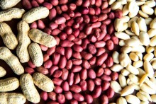 SP é responsável por 90% da produção nacional de amendoim