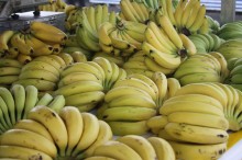Com queda na demanda, banana tem cotação reduzida no atacado