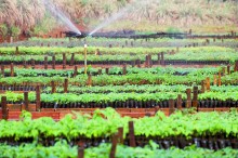 Na 'semana da árvore', Paraná disponibiliza 70 mil mudas para recuperar 78 hectares