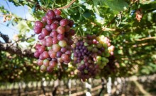 El Niño pode impactar produção de uva para indústria no RS