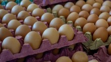 Queda na demanda estabiliza preço dos ovos ao consumidor final