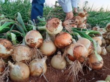 Chuvas no RS causaram perdas de 50% na produção de cebolas