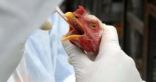 ABPA se manifesta sobre novo caso de influenza aviária no país