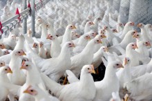 Produção de carne de frango pode chegar a 16 milhões de toneladas em 2024