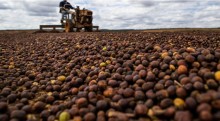 Exportação de café brasileiro bate novo recorde