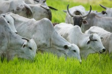 Preço da carne no avança à maior diferença em relação à arroba do boi para abate