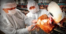 Associação se manifesta sobre suspensão das exportações de frango do MS para o Japão