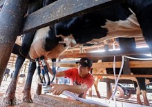 Representantes do agro cobram governo para ‘salvar’ cadeia produtiva do leite