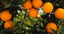 Com colheita a todo vapor, sobe demanda por laranjas