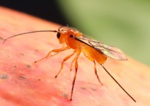 Embrapa registra parasitoide capaz de controlar moscas-das-frutas