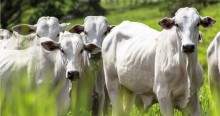 Rebanho bovino chega a 24,4 milhões de cabeças em Goiás