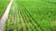Com aumento da demanda, RS acelera replantio do arroz após chuvas