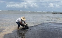 Pesquisadora desenvolve método para detectar contaminação de peixes por petróleo