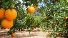 Calor da última semana pode afetar qualidade da laranja em SP