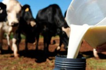 Pressionado pelas importações, preço do leite despenca e preocupa produtores