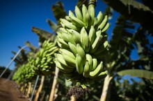 Onda de calor pode afetar produção da banana