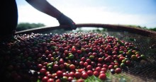 Sebrae desenvolve ações para melhorar qualidade do café em MG