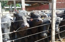 Paraná é pioneiro na pesquisa de búfalos em sistema agroecológico