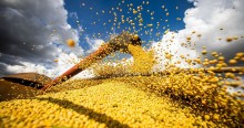 Mercado aquecido eleva preços do milho no Brasil