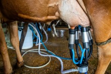 Medida tributária deve socorrer cadeia produtiva do leite no Brasil