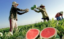 Calor acelera consumo e eleva preço da melancia em todo o pais