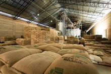 Com queda no preço, produtores de café desaceleram negociações
