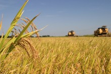 Combinação entre alta do dólar e demanda internacional anima produtores de arroz do Brasil