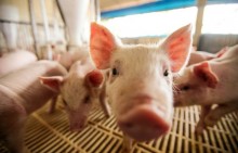 Exportações de carne de porco recuam 1,5%