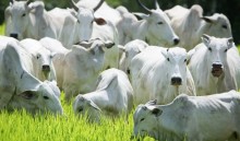 Exportação de carne bovina bate 200 mil toneladas em setembro