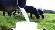 Câmara debate impactos da importação de leite na produção local