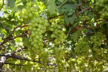 Preço da uva branca sem semente fecha 43% acima do mesmo período do ano passado