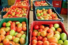 Desvalorização do tomate chega a quase 20% no atacado