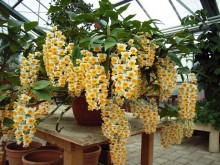 Araçatuba realiza tradicional Feira da Orquídeas