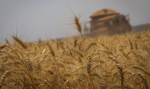 Apesar de preocupação com o clima, preços do trigo recuam