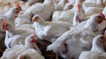 Focos de gripe aviária vai a 123 em todo o país