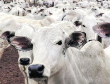 Produção de carnes pode chegar a 30,8 milhões de toneladas, diz Conab