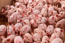 Pelo segundo mês consecutivo, avança poder de compra dos produtores de carne suína